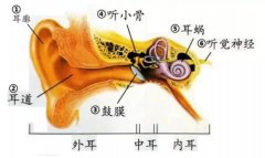 中耳炎是什么？为什么会得中耳炎呢？